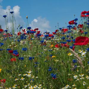 Sommerwiese